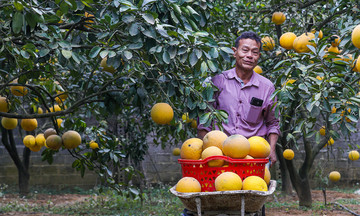 Nâng hiệu quả kinh tế nông nghiệp nhờ những &#039;cánh tay nối dài&#039;