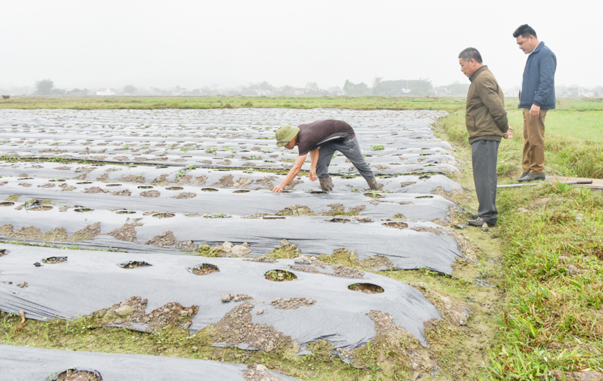Đầm Hà vững bước xây dựng nông thôn mới, nâng cao thu nhập của nông dân