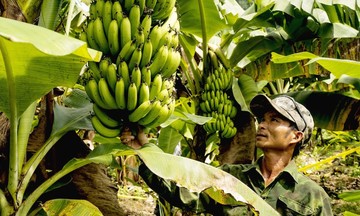 Cải thiện sinh kế cho đồng bào dân tộc thiểu số ở vùng cao La Lay