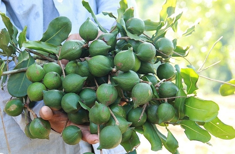 Sáp nhập hành chính, quy hoạch chiến lược để bứt phá nông lâm sản Tây Bắc