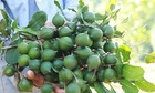 Sáp nhập hành chính, quy hoạch chiến lược để bứt phá nông lâm sản Tây Bắc