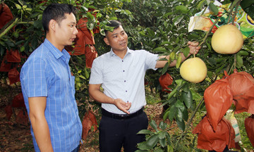 Những mô hình sản xuất bạc tỷ ‘đuổi nghèo’ trên đất đồi Bắc Ninh