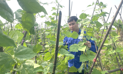 Tiên phong làm nông 789bet link mới hiện đại, HTX tạo sinh kế giúp người dân làm giàu bền vững