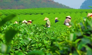 Cây chè vẫn là biểu tượng của thịnh vượng sau khi Thái Nguyên sáp nhập