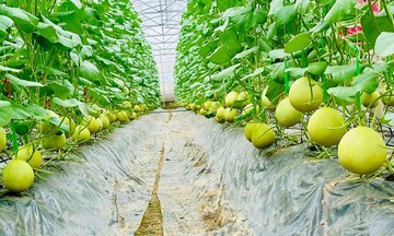 Những mô hình nông nghiệp công nghệ cao cho &#039;trái ngọt&#039; ở Nghệ An