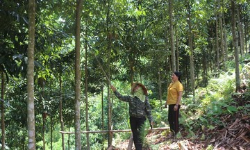 Kinh tế rừng là động lực cho người dân giảm nghèo và nâng cao thu nhập