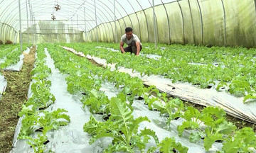 Lào Cai: Giảm nghèo nhờ những mô hình HTX hiệu quả