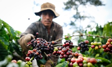 Tăng 67,5%, xuất khẩu cà phê là ngành hàng nông sản &#039;rực rỡ&#039; nhất trong 6 tháng đầu năm