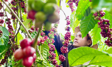 Cú hích làm giàu từ nông nghiệp hữu cơ ở Gia Lai