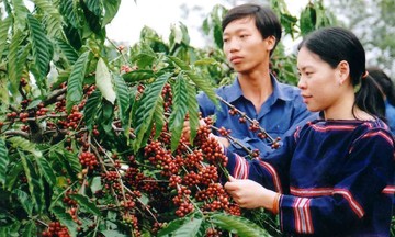 Cà phê tăng 1.000 đồng/kg, thị trường khó dự đoán nếu chỉ dựa vào cung cầu
