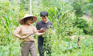 Kỳ vọng từ liên kết trồng cây dược liệu ở Hùng Sơn