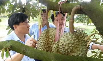 Vùng sầu riêng chất lượng &#039;nâng tầm&#039; cuộc sống người dân