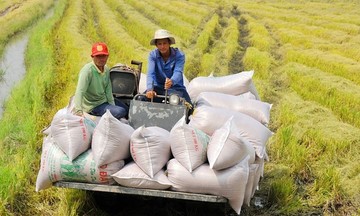 Ngành lúa gạo &#039;cất cánh&#039; giúp người dân tăng nguồn thu