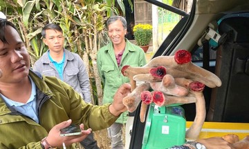 Chuỗi liên kết cùng HTX giúp mở rộng ‘cánh cửa’ thoát nghèo cho người dân Sông Vàng