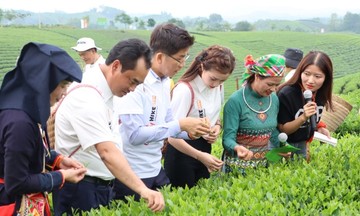 HTX, nông dân sống khỏe nhờ làm trà và du lịch trải nghiệm