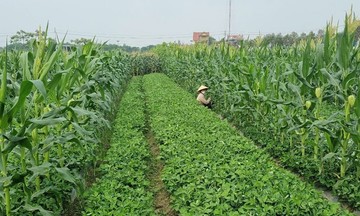 Phát triển nông nghiệp bền vững, HTX giúp &#039;dệt lưới an sinh&#039; cho người dân
