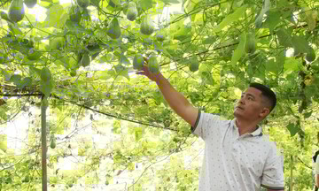 Sản xuất rau hữu cơ mở hướng làm giàu cho người dân Lào Cai