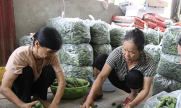 HTX ở Lạng Sơn tăng trưởng ấn tượng, mang lại sinh kế cho người dân
