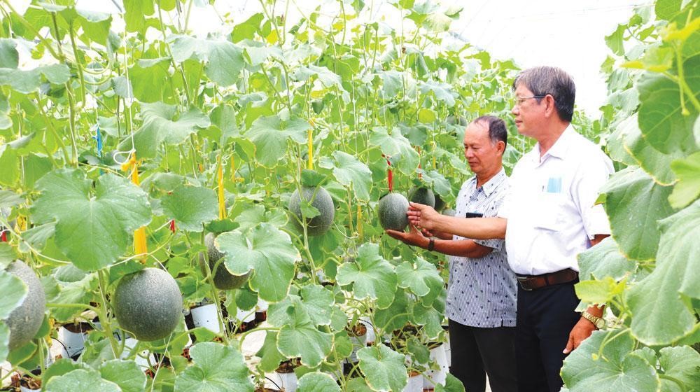 Kỳ tích giảm nghèo nhờ HTX rau màu