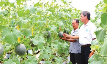 Kỳ tích giảm nghèo nhờ HTX rau màu
