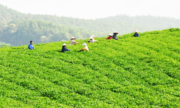 Thúc đẩy liên kết sản xuất, giải ‘bài toán’ giảm nghèo bền vững ở xứ Tuyên