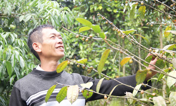 OCOP thổi sinh khí vào nông thôn mới Quảng Ninh