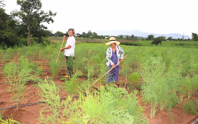 Người dân Gia Lai ổn định kinh tế từ chuyển đổi cơ cấu cây trồng