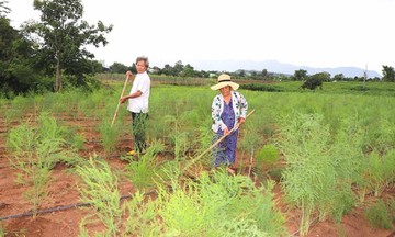 Người dân Gia Lai ổn định kinh tế từ chuyển đổi cơ cấu cây trồng