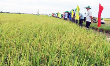 HTX &#039;dẫn lối&#039; nông thôn mới ở Trường Ninh