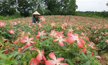 Nông nghiệp sạch: Chìa khóa giảm nghèo và nâng cao thu nhập cho người dân