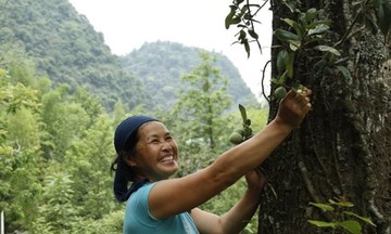 Biến thạch Mác Púp ‘pha lê’ thành sinh kế bền vững