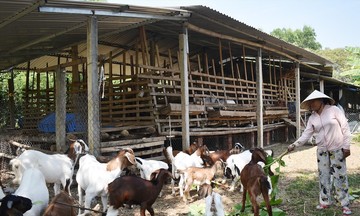 Mở hướng làm giàu cho người dân cho vùng cao Tà Rụt sau sáp nhập