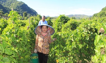 Trồng loại cây cho hoa thơm và bổ dưỡng thay thế cây trồng cũ, người dân thu tiền triệu mỗi ngày