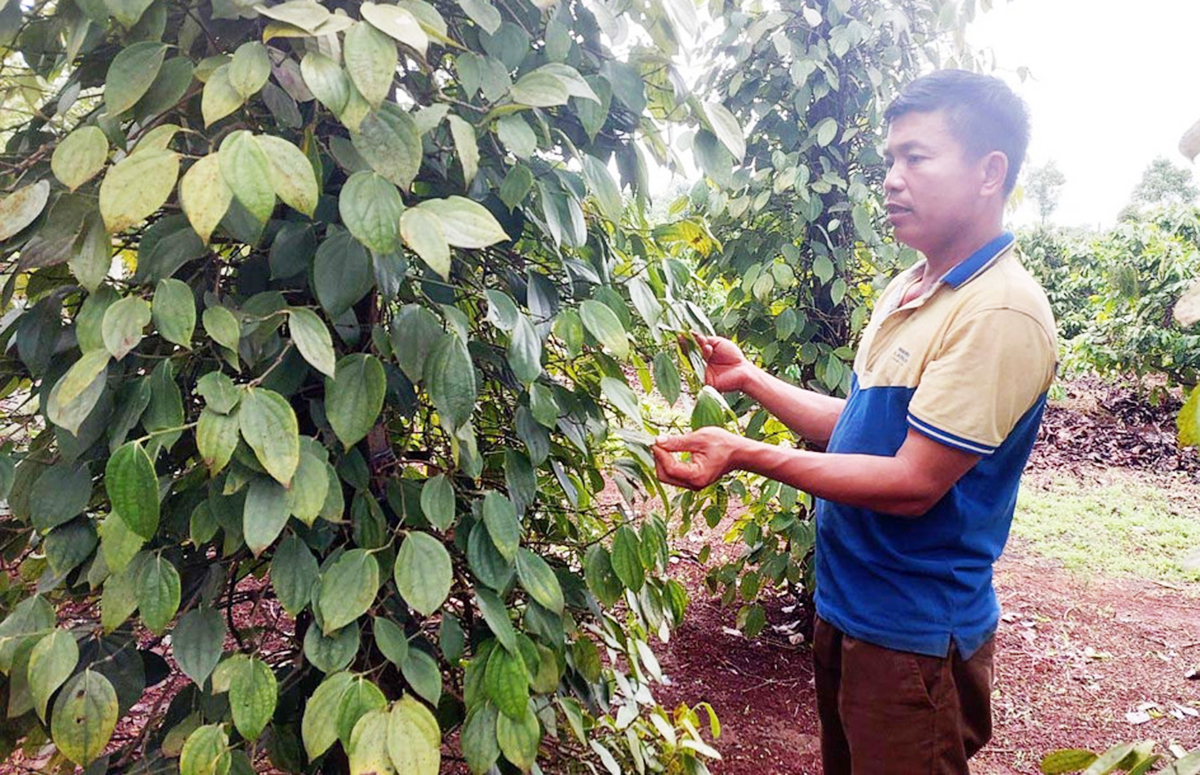 Đột phá làm giàu nhờ chuyển đổi trồng hồ tiêu hữu cơ