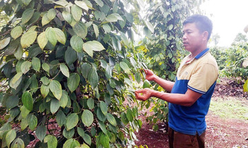 Đột phá làm giàu nhờ chuyển đổi trồng hồ tiêu hữu cơ