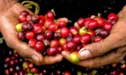 Giảm 1.000 đồng/kg, diễn biến giá cà phê phê sắp tới rất khó đoán định