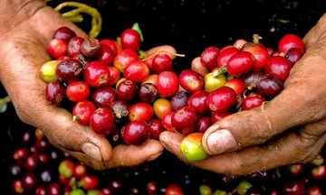 Giảm 1.000 đồng/kg, diễn biến giá cà phê phê sắp tới rất khó đoán định