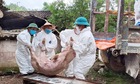 Dịch tả lợn châu Phi bùng phát mạnh trở lại tại nhiều tỉnh phía Bắc