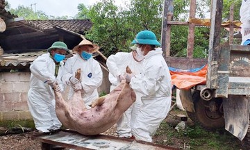 Dịch tả lợn châu Phi bùng phát mạnh trở lại tại nhiều tỉnh phía Bắc