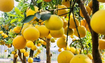 Từ đất cằn đến &#039;vườn vàng triệu quả&#039; ở Phú Thọ