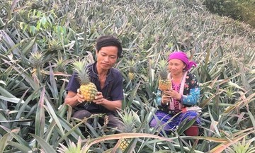 &#039;Điểm tựa&#039; HTX giúp nông dân Mường Chà phát triển kinh tế