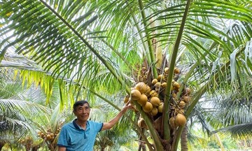 Trúng đậm nhờ trồng dừa hữu cơ