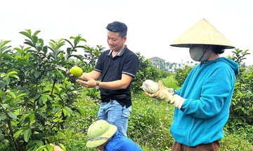 Thu hàng trăm triệu mỗi năm từ trồng ổi