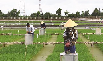 Chuyên gia khuyến nghị cần ban hành Chiến lược riêng để nông đánh đề online 789bet tuần hoàn &#039;cất cánh&#039;