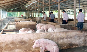 Giải quyết triệt để giết mổ chui để kiểm soát dịch tả lợn châu Phi