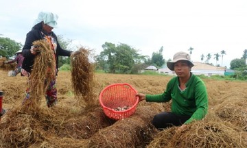 Doanh nghiệp đề xuất 5 giải pháp để phát triển ngành lúa gạo xanh – tuần hoàn