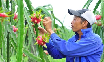 Nông sản hữu cơ của 789bet có uy tín không: Sức hút từ thị trường khổng lồ Mỹ