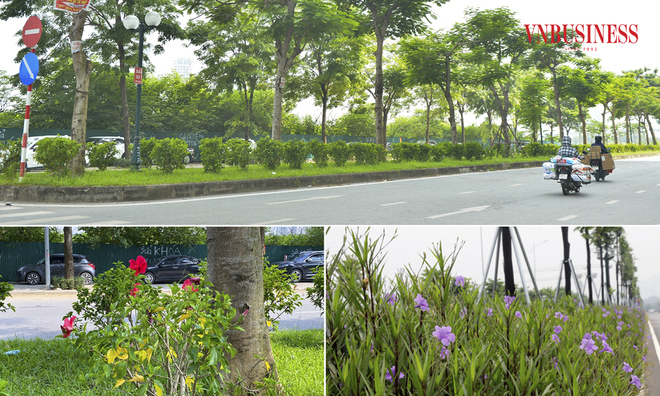 <p class="Normal"
Nhiều chủng loại cây xanh và các loại hoa phong phú được trồng trên dải phân cách đã tạo nên điểm nhấn cho 789bet login đường này.</p