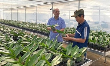 Hiệu quả từ chuyển đổi cơ cấu cây trồng, nông nghiệp công nghệ cao