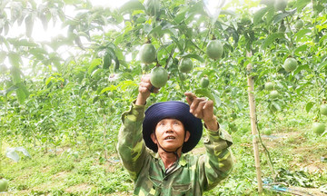 &#039;Trái ngọt&#039; giảm nghèo từ chanh dây vàng